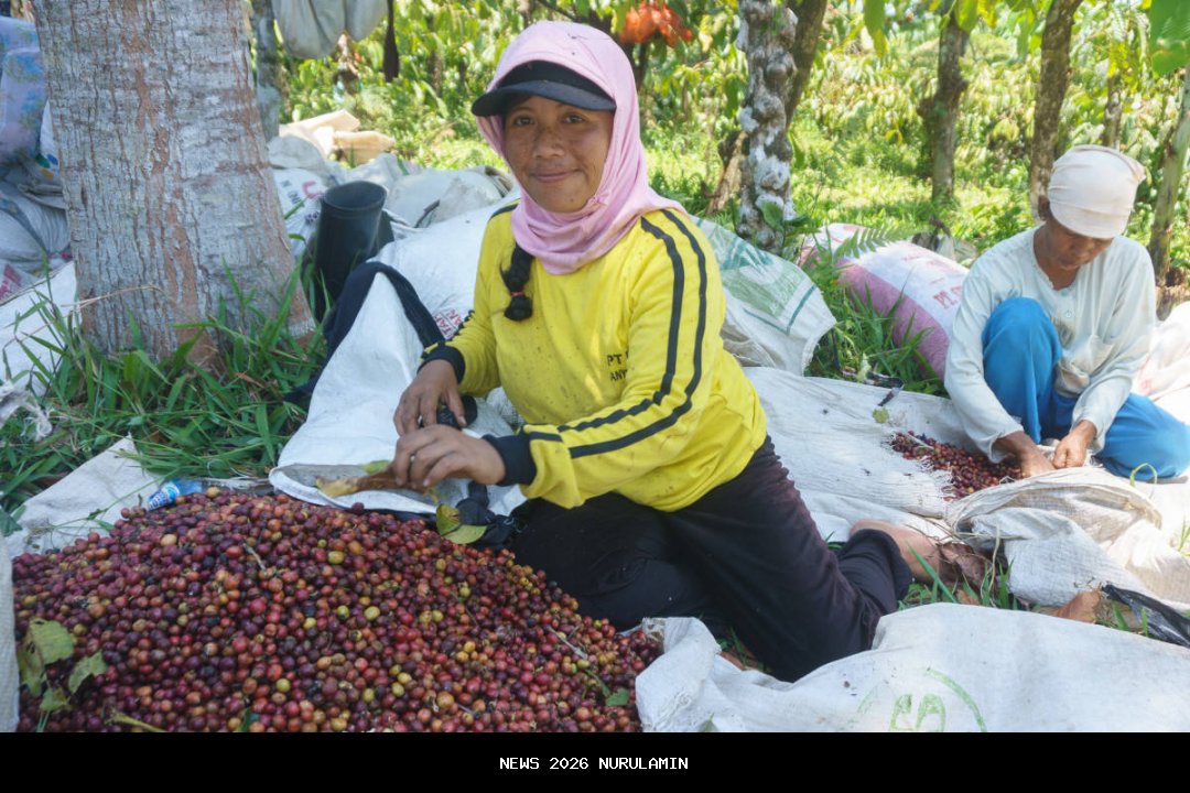Lampung Berkembang, Daerah Lain Melambat: Peta 5 Provinsi Penghasil Sawit Indonesia