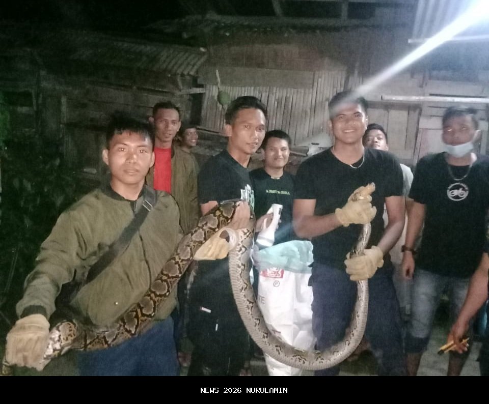 Damkar HSU Tangkap Ular Piton 3,5 Meter di Sungai Bahadangan