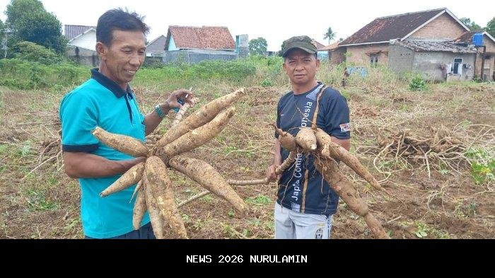 Dulu Rp 2.000 Kini Rp 350, Petani Bandung Barat Pasrah Harga Singkong Anjlok dan Beralih ke Gaplek