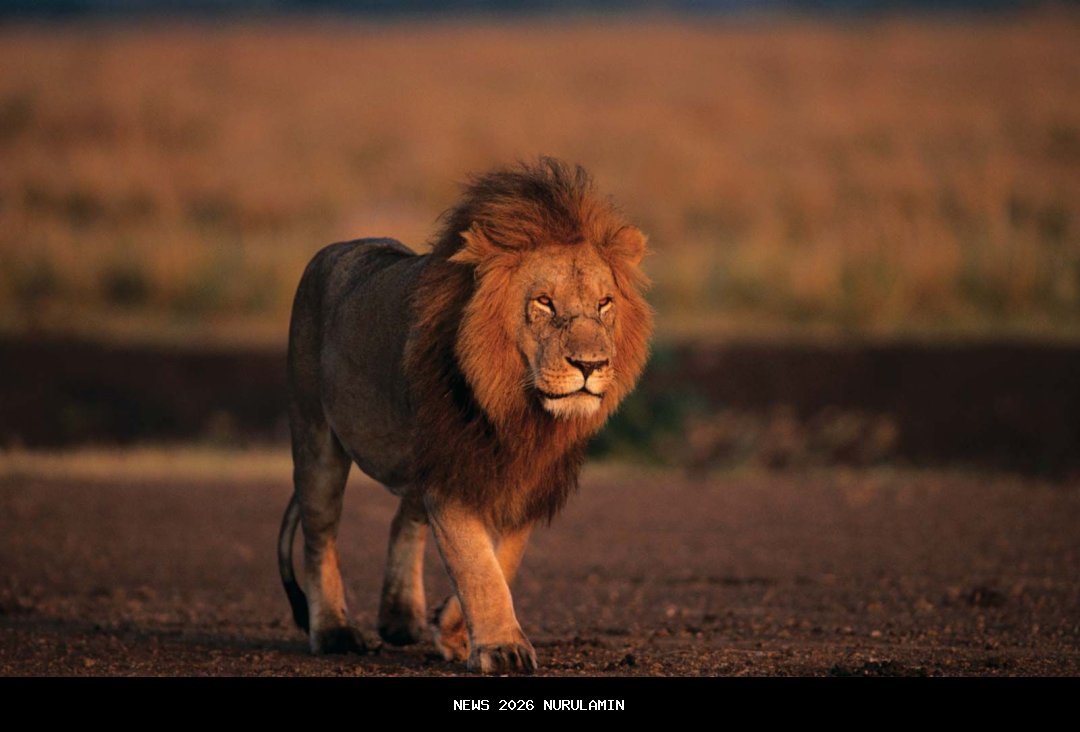 Lion City Sailors Dihujani Pujian Bobotoh Usai Kalahkan Selangor FC, Ini 3 Hal yang Membuat Mereka Terkesan