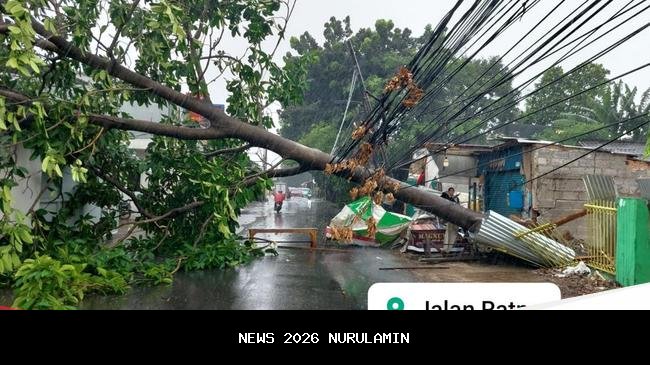 Satu pohon tumbang akibat hujan disertai angin kencang di Bekasi
