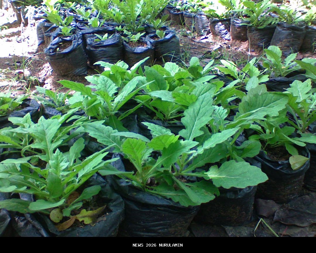 Manfaat Tersembunyi: Bukti Ilmiah Tanaman Liar yang Turunkan Gula Darah dan Lawan Peradangan