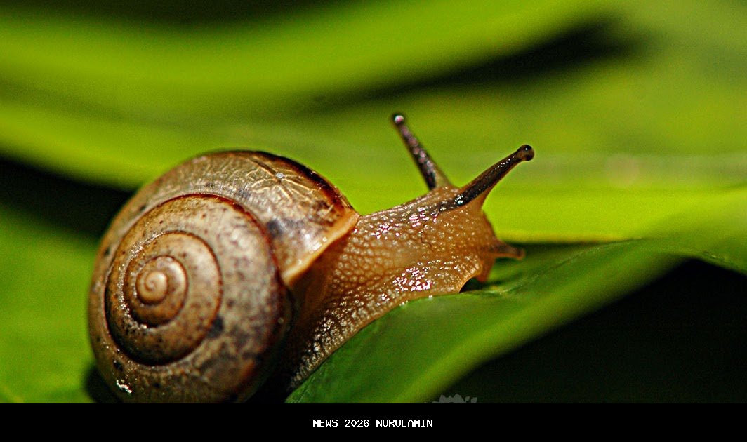 Siput Api Malaysia: Penjaga Hutan Tropis Eksotis