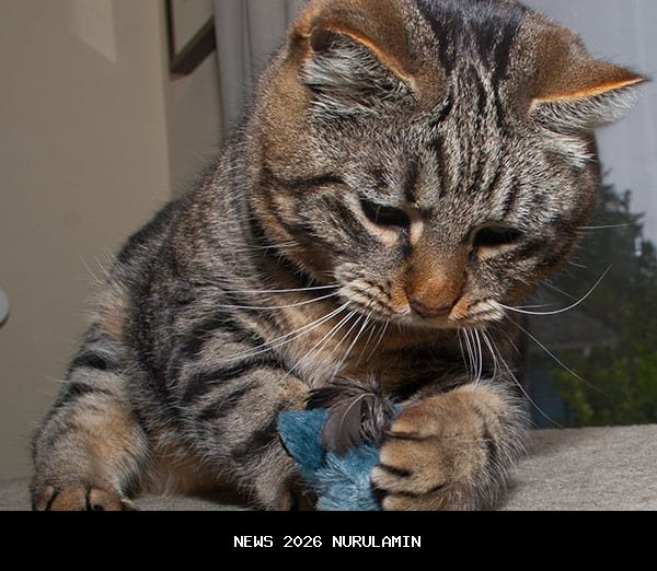 Anjing Wisatawan Jakarta Kabur dan Gigit Kucing Saat Liburan di Bandung