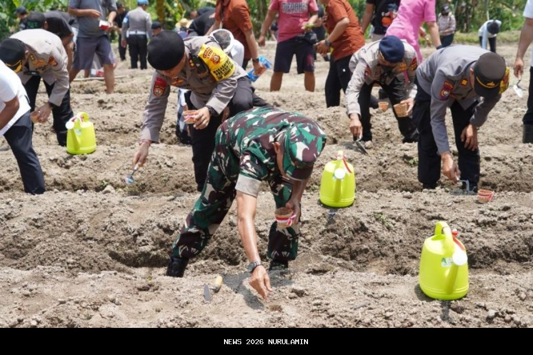 Dukung Swasembada Gula, Pemkab dan TNI Mulai Tanam Perdana di Diwek Jombang