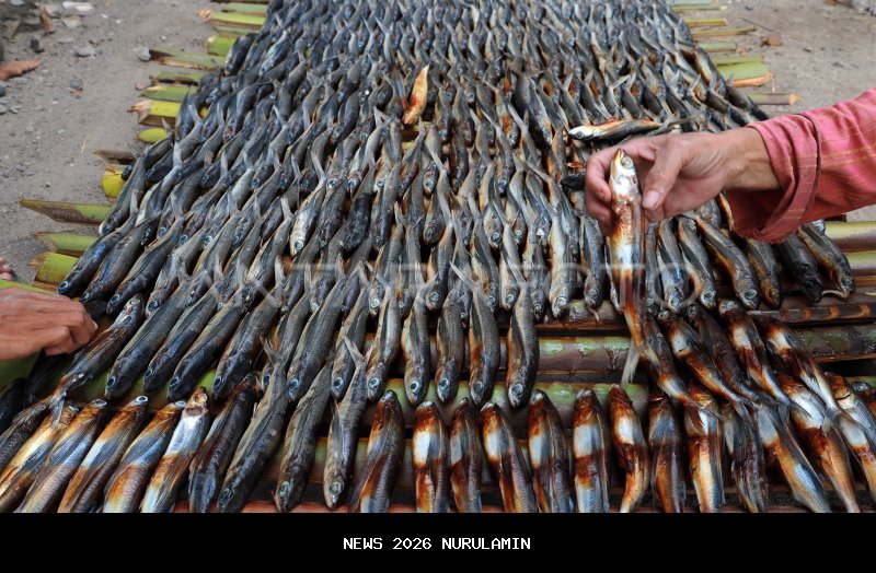 Melihat Produksi Ikan Asap Khas Kotabaru Kalsel, Maje Pantau Kematangan