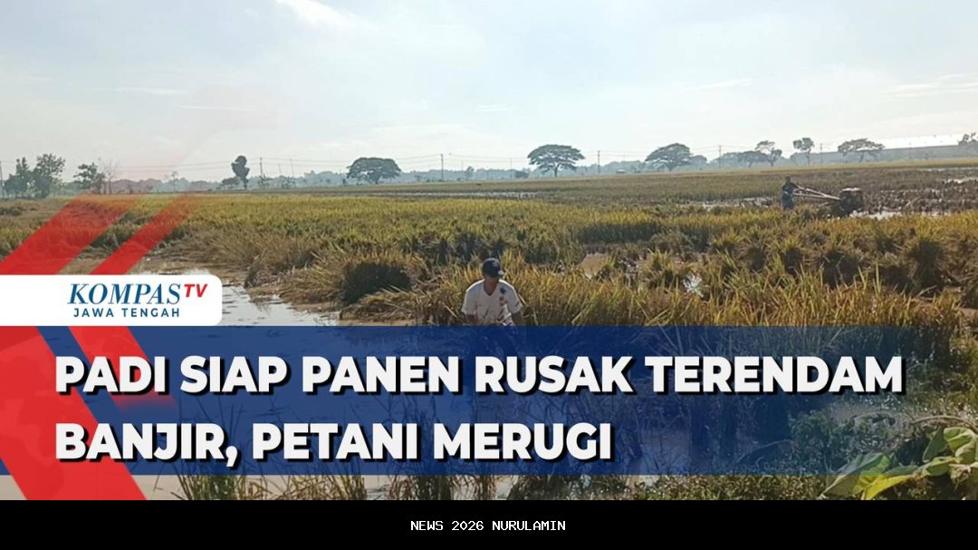 Banjir berulang hantam area pesawahan, asa petani Padarincang Serang memanen padi pupus