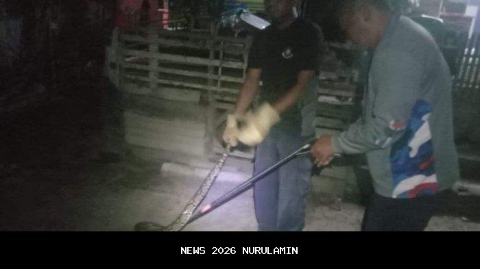 Aksi Damkar Sanga-Sanga Tewaskan Ular Piton di Kandang Ayam Warga