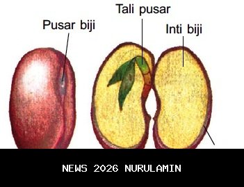 Biji Durian Bisa Dimakan? Ini Cara Aman Menikmatinya