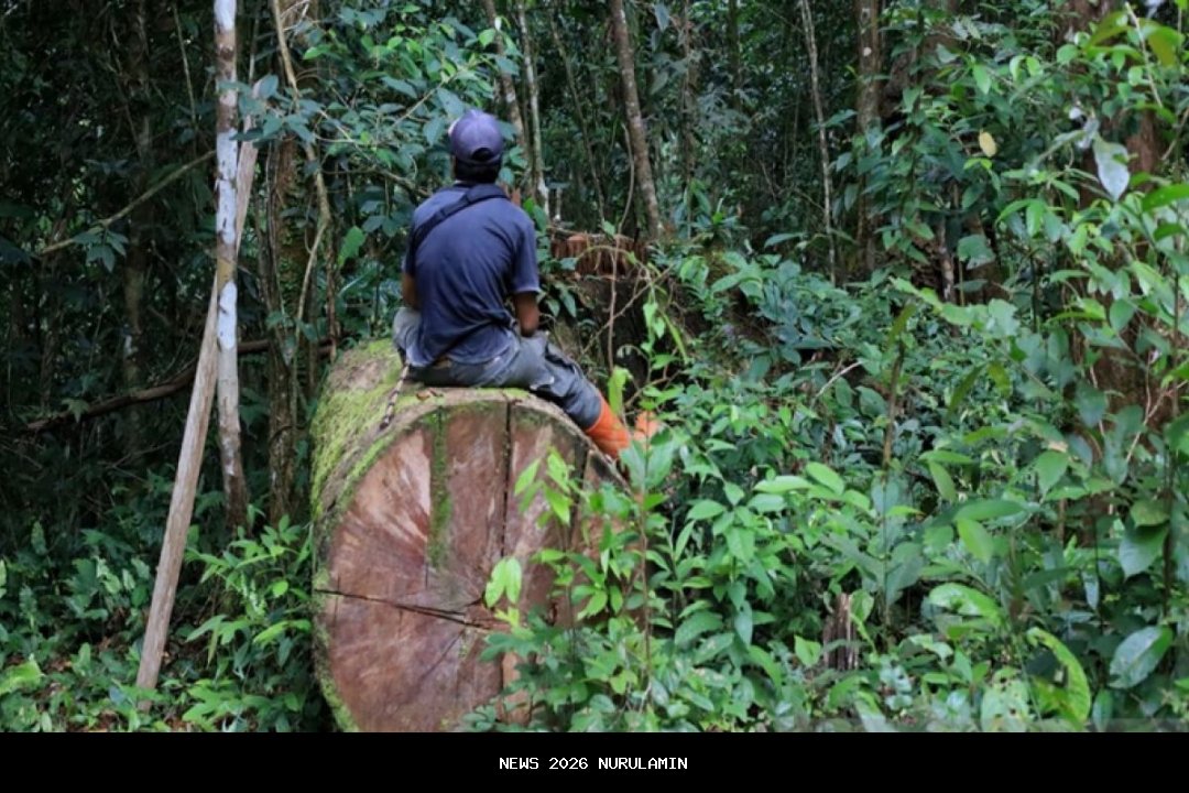 Gowa Bekuk Pelaku Penebangan Liar di Hutan Lindung, Pasang Police Line