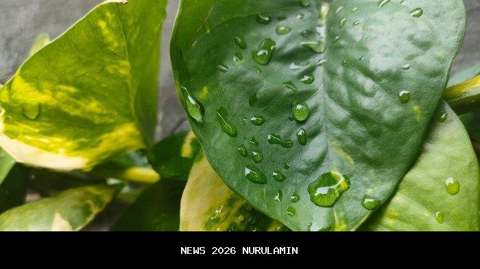 Cuaca Sabtu 3 Januari 2026: Dua Kecamatan Cerah, Sisanya Berawan