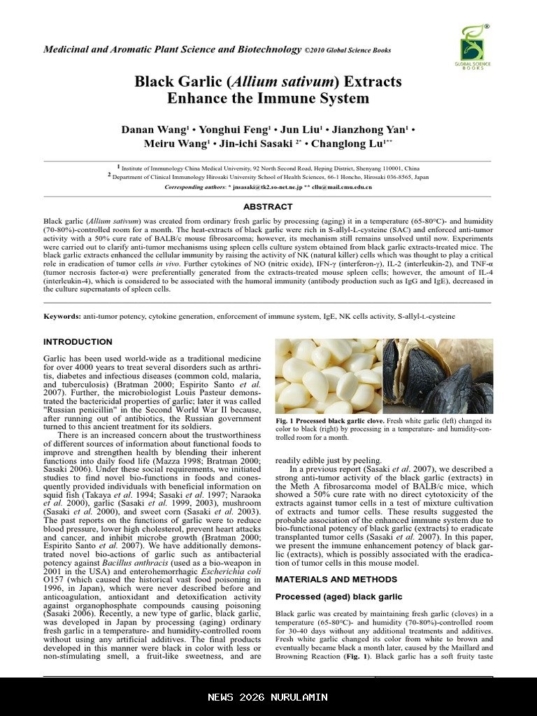 Manfaat Bawang Putih untuk Imun, Darah, dan Pencernaan Berdasarkan Penelitian
