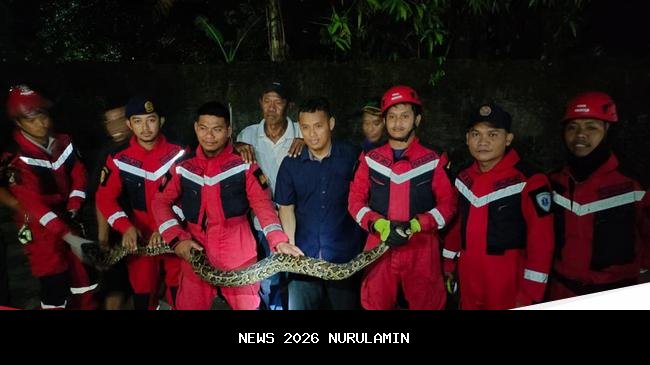 Damkar evakuasi ular piton 2 meter yang muncul di permukiman warga Kediri