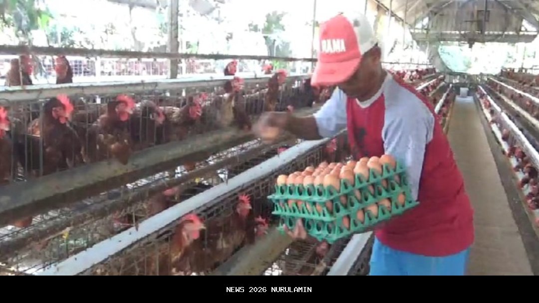 Pemdes Pakel Banyuwangi Beri Ayam Petelur Kepada Warga Kurang Mampu