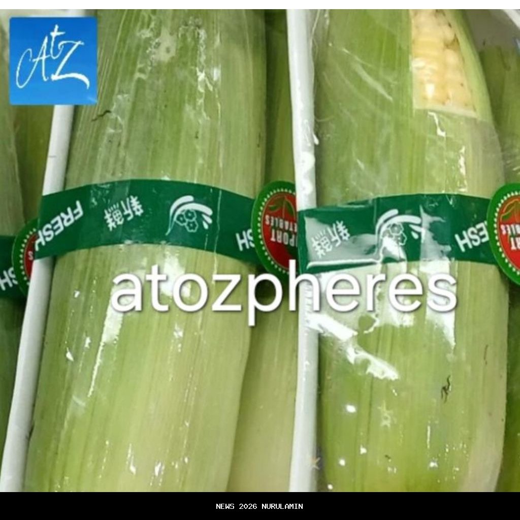Hokkaido Tomorokoshi: Jagung Manis Jepang Segar yang Lezat Mentah