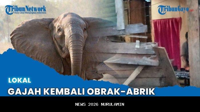 Sinyal dari Hutan: Kumpulan Gajah Turun Gunung di Bener Meriah saat Burni Telong Siaga