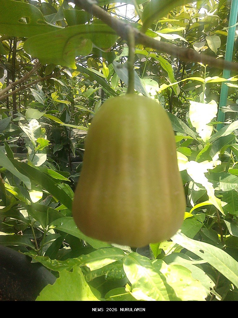 Jambu madu deli asal Jrahi Pati makin diminati pecinta buah