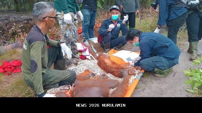 Tak Ada Ranting, Perjuangan Ibu dan Anak Orangutan Viral di Kutai