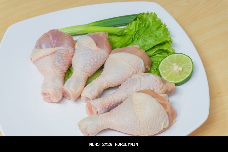 5 Alasan Mengapa Memberi Sisa Daging Ayam Berbahaya untuk Ayam