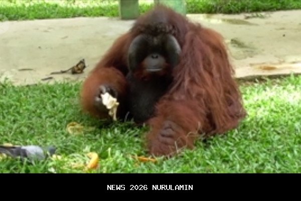Darurat Pangan: 711 Hewan di Bandung Zoo Terancam Kelaparan, Karyawan Lakukan Ngamen