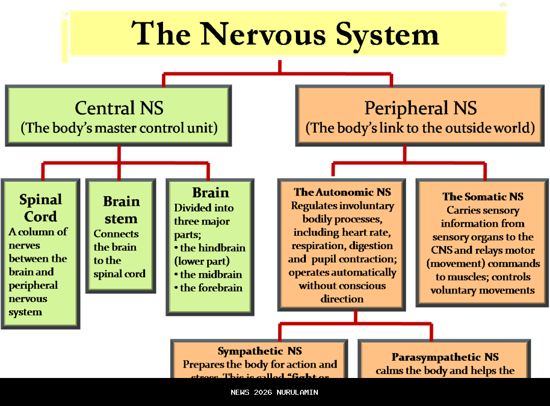 PNS 2026: Gaji Per Golongan Bikin Terkejut!
