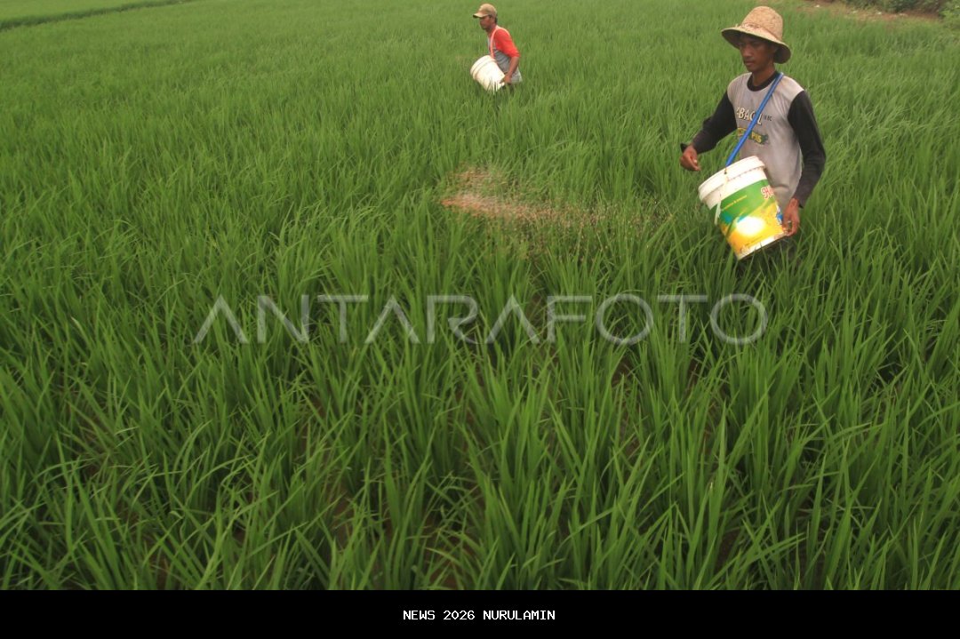 Alokasi Pupuk Subsidi Jombang 2026 Kurang 25.220 Ton untuk Petani