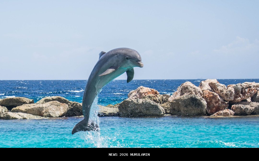 Cara menghasilkan uang dari aplikasi Cash Reels, tonton drama dan tarik saldo ke e-wallet DANA atau OVO