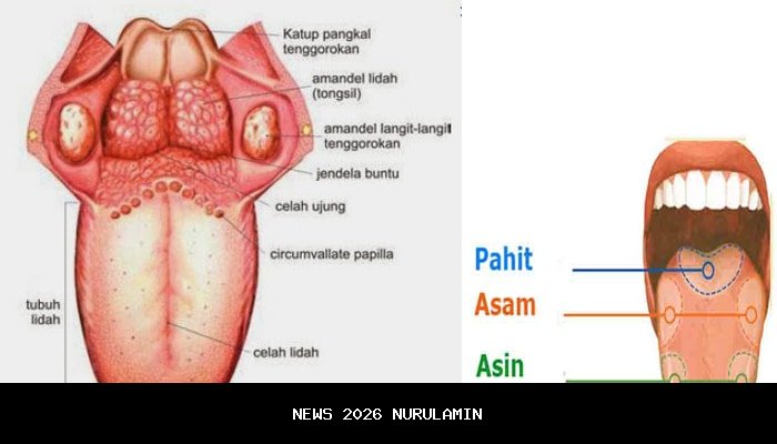 Lidah Tersandera Rasa Durian Rogoselo Pekalongan