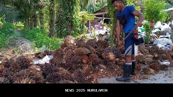 Harga TBS Kelapa Sawit Sulbar Turun Jadi Rp 3.099,75 per Kg pada Desember 2025