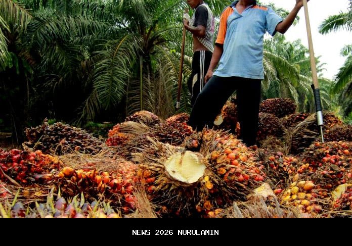 Mengapa petani Bangka Barat lebih memilih kelapa sawit meski harga lada tinggi
