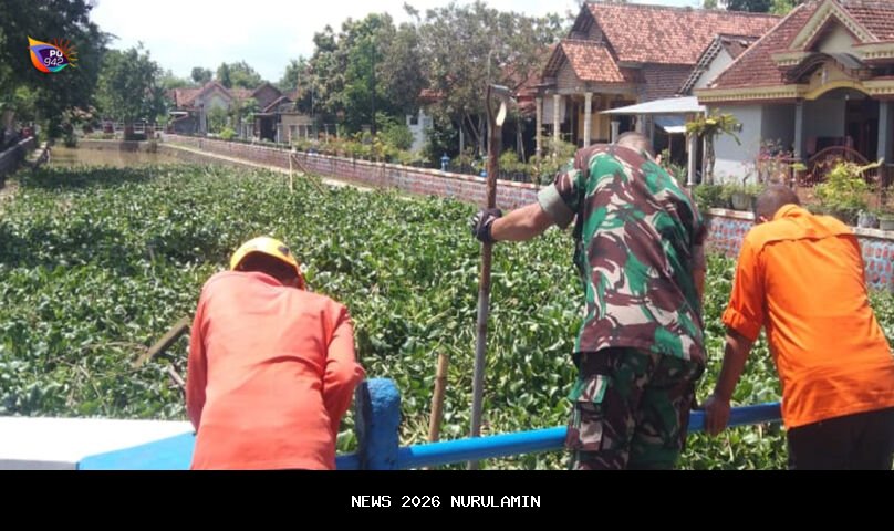 Pembersihan Enceng Gondok di Sungai Desa Latukan Lamongan