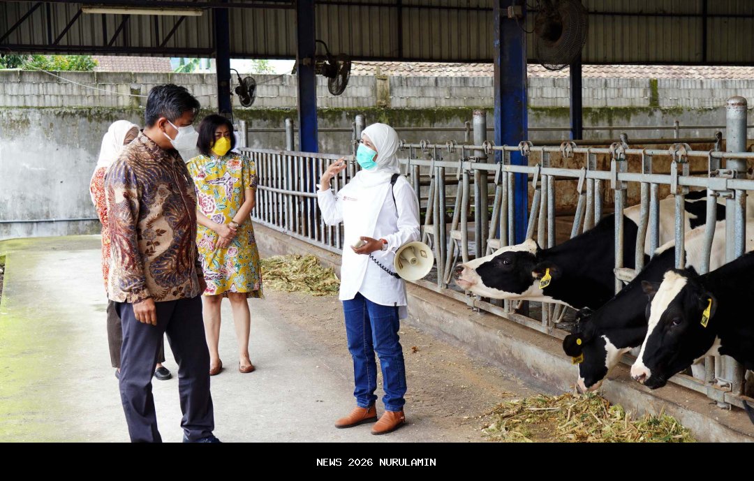Rayakan 50 Tahun Bermitra, Nestlé Indonesia Capai 13 Ribu Peternak Sapi Perah Jatim