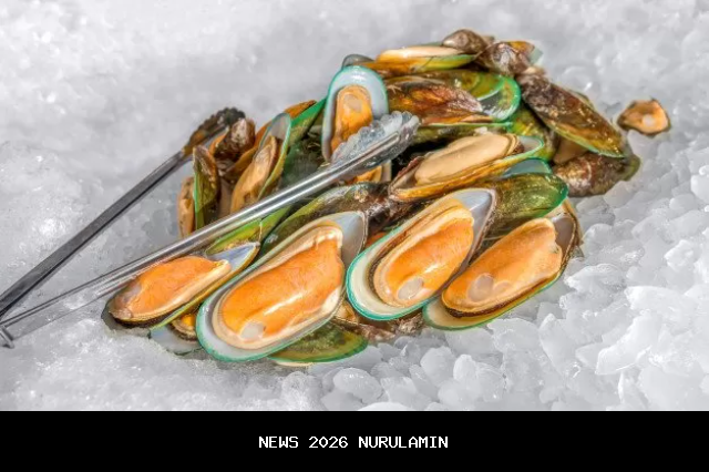 Nelayan Gagal Melaut Karena Saiful Beralih Budidaya Kerang Hijau