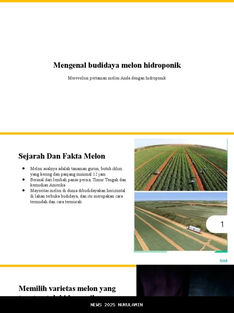 IoT Mengoptimalkan Nutrisi Budidaya Melon Hidroponik di Koko Melon Panikel