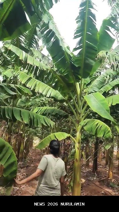 Pisang vs Plantain: Perbedaan Nutrisi dan Manfaat untuk Menu Harian Seimbang