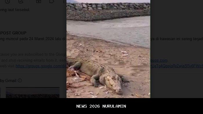 Sungai Pulau Ubi Batakan Tanahlaut Penuh Buaya, Kades Bahtiar: Tidak Menyerang