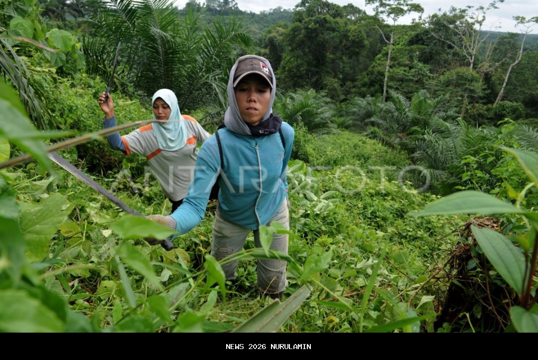 688 ribu hektare hutan konservasi siap dipulihkan