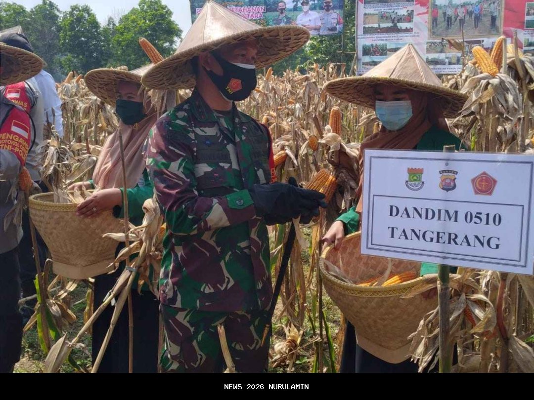 Pengelola Ladang Jagung Tigaraksa Bantah Gagal Panen, Polresta Tangerang: Kami Panen Bulan Ini