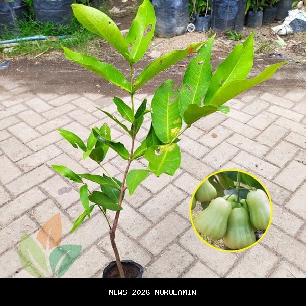 Jambu Madu Deli Jrahi Pati Digemari Pecinta Buah