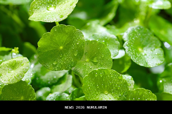 Manfaat Daun Pegagan untuk Kecantikan Kulit yang Sering Diabaikan