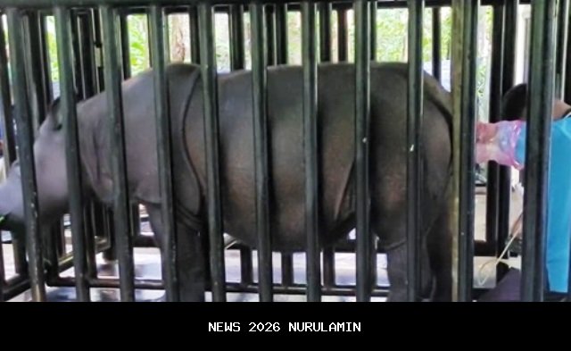 Bantuan bayi tabung jadi harapan badak Kalimantan yang terancam punah