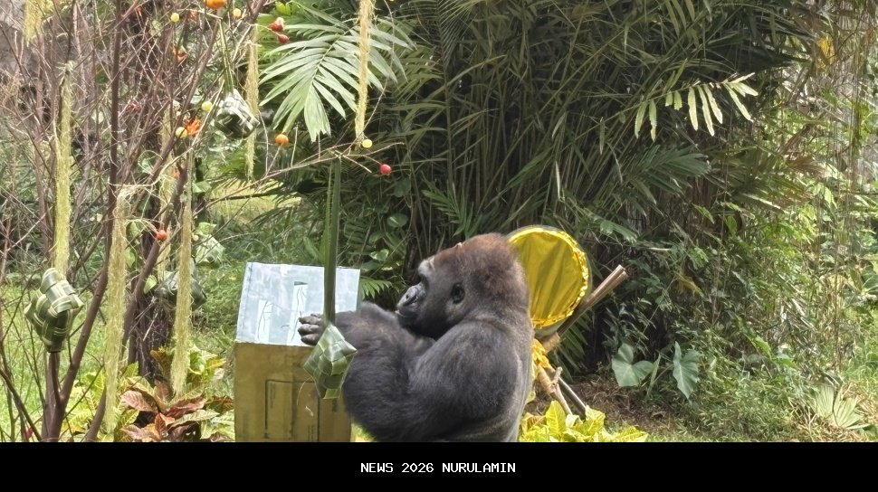 Libur Natal di Jakarta, Kumbo Si Gorila Jadi Sorotan Pengunjung Ragunan