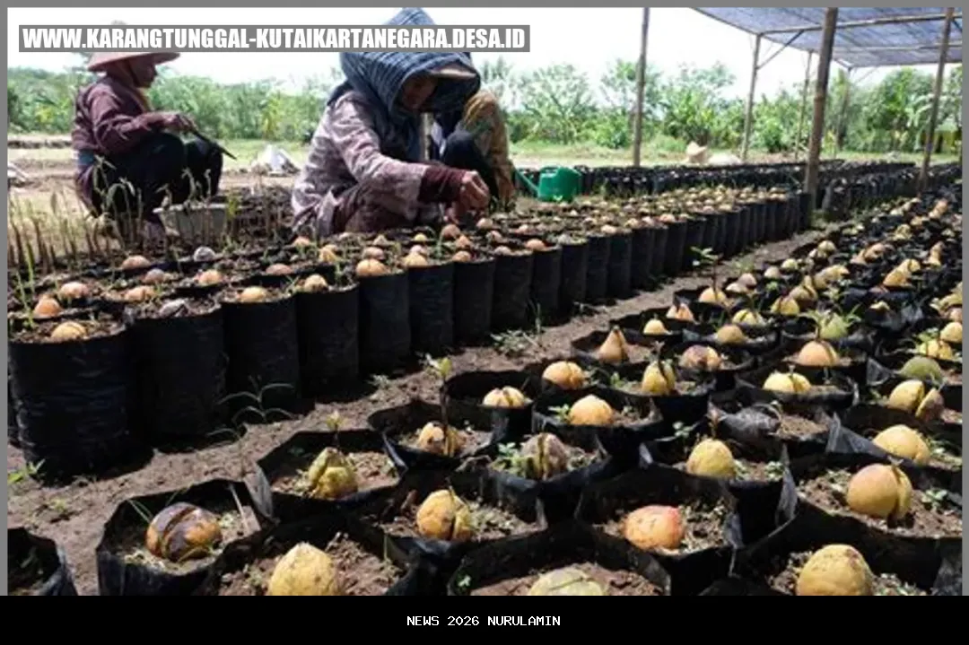 Pesona Desa Jrahi Pati: Buah Unggulan Mulai Durian hingga Alpukat, Terbaru Jambu Madu Deli