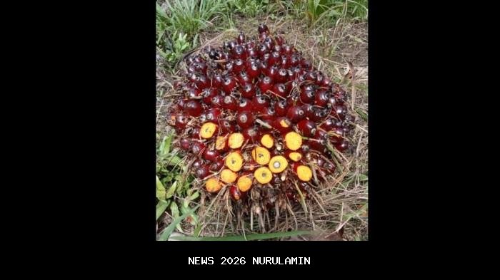 Harga sawit di Jambi turun hari ini jadi Rp3.406 per kg di pabrik