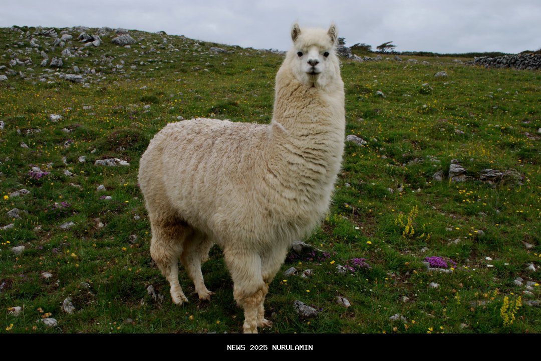 Video Lama Harrison Ford Kembali Viral, Terkait Banjir dan Longsor Sumatera