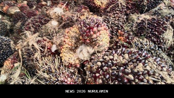 Awal Tahun Baru, Harga Sawit Menurun di Aceh Singkil