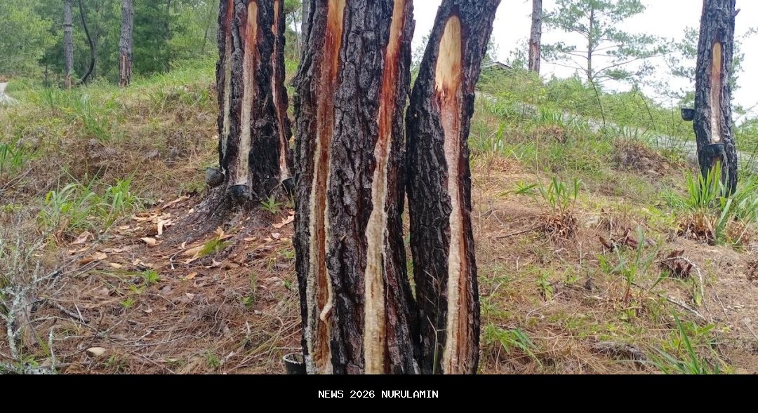 Motif Pembunuhan Dua Penderes Getah Pinus di Gayo Lues Terungkap