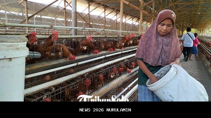 Cabai Rawit Tembus Rp120 Ribu, Wawako Pangkalpinang: Permintaan Tinggi, Pasokan Minim