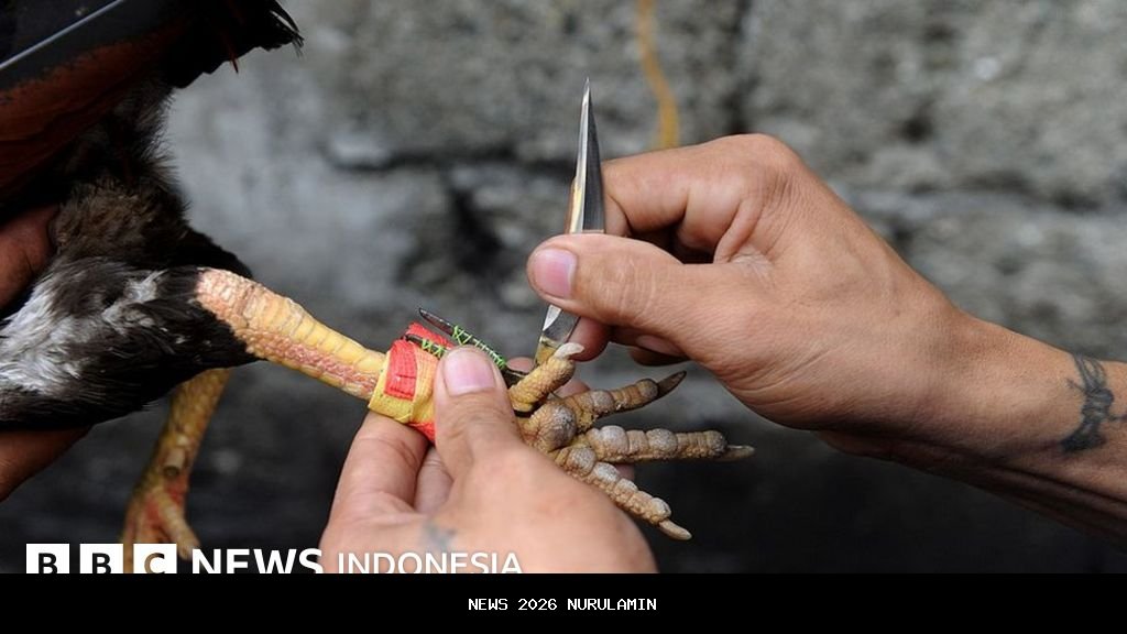 218 Ayam Filipina Ilegal di Sulut Dihancurkan, Cegah Penyebaran Penyakit
