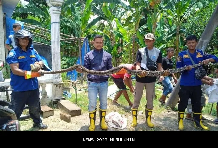 Viral, Aksi Damkar Sanga-Sanga taklukkan ular piton yang masuk kandang ayam warga